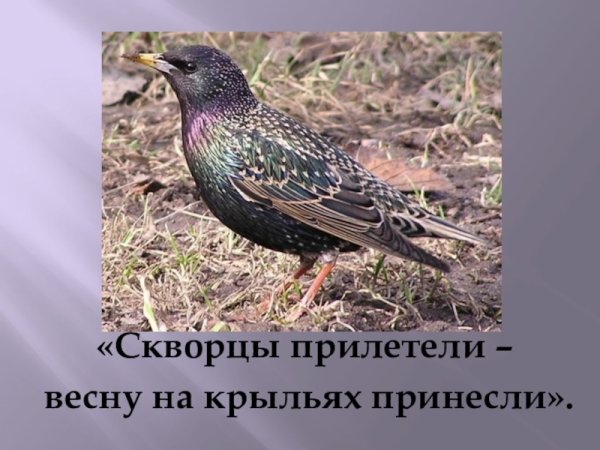 На крыльях весну принесли