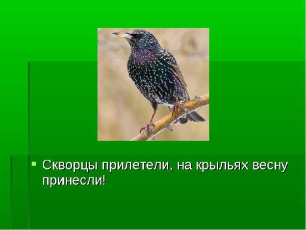 Скворцы прилетели на крыльях весну принесли