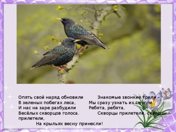 Скворцы прилетели на крыльях весну принесли