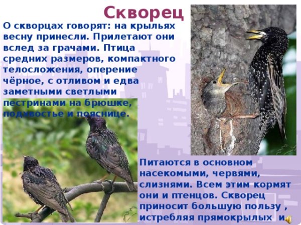 Прилет Скворцов весной