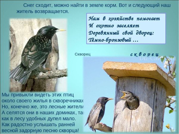 Скворец Дальневосточный