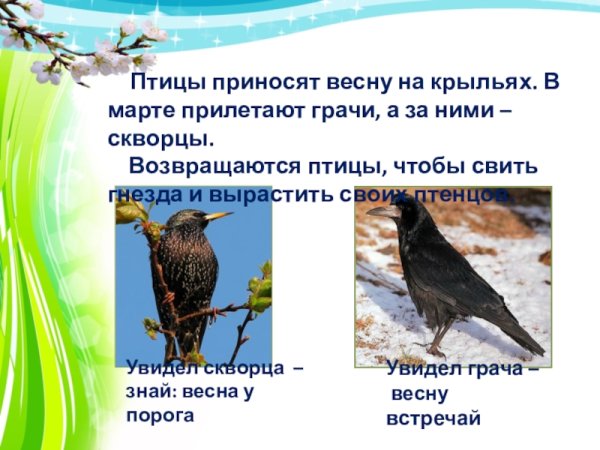 Скворушки скворцы