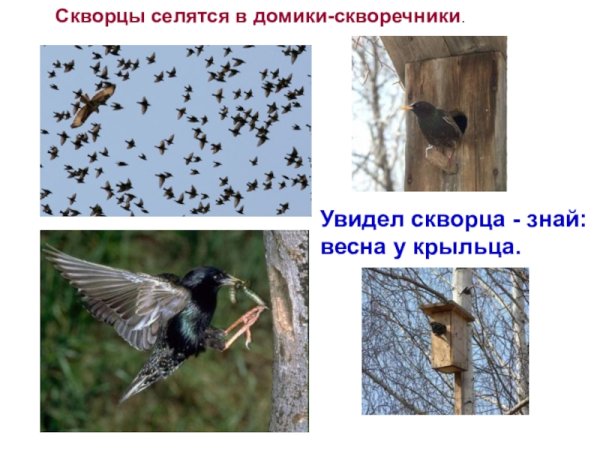 Скворец в скворечнике