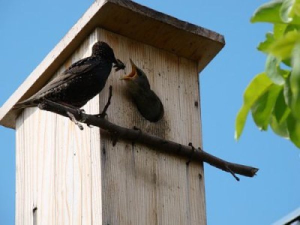 Скворец в скворечнике на берёзе в апреле
