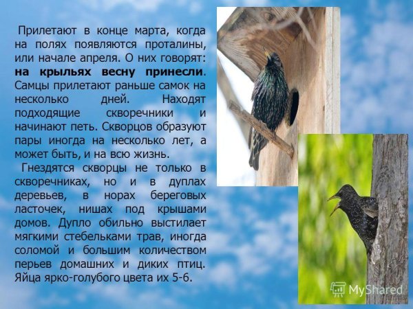 Информация о скворце