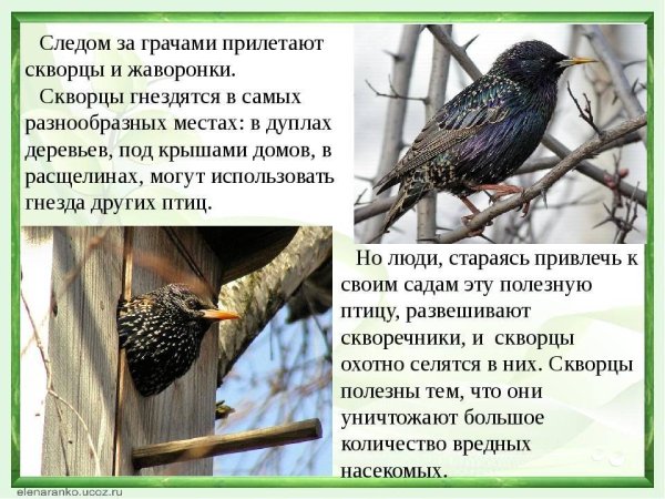 Скворцы прилетели картина