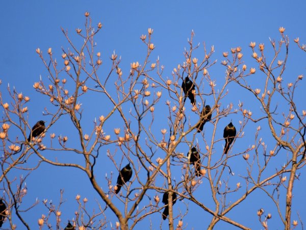 Увидел скворца Весна у крыльца