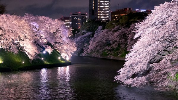 Цветение Сакуры в Японии аниме