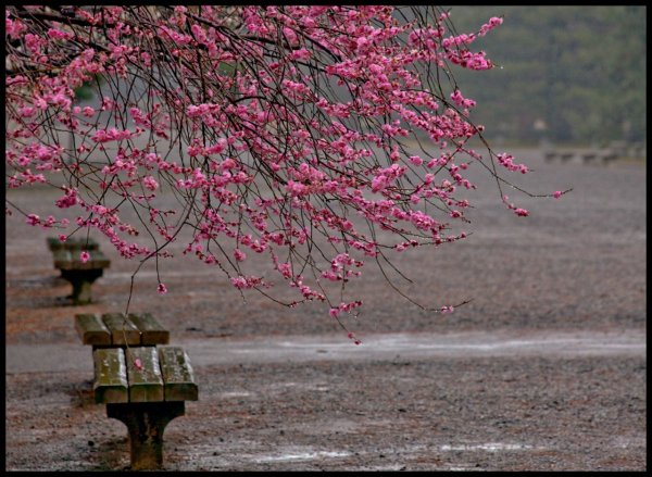 Япония Сакура