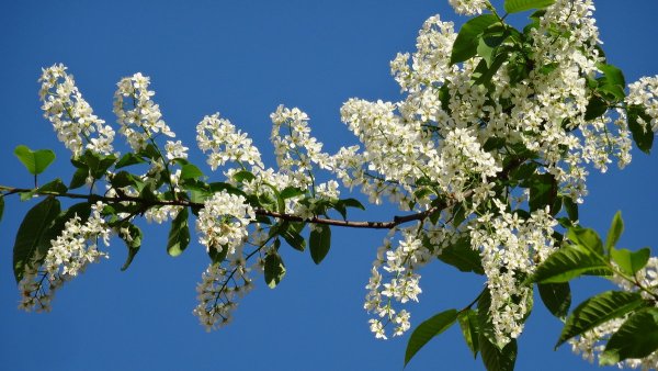 Цветущая черемуха и солнце