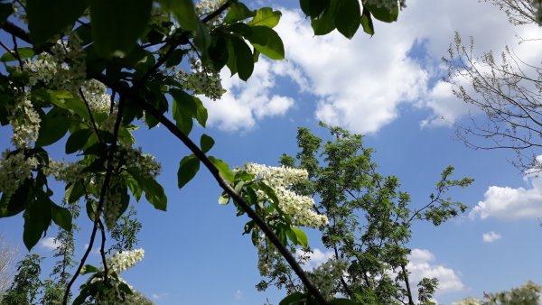 Дерево черемухи сирени