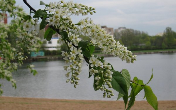 Цветение черёмухи