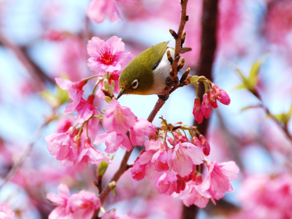 Картинки на тему Весна