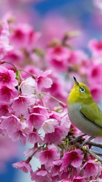 Цветы Сакуры