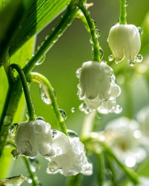 Весенние обои на рабочий стол