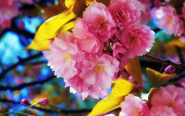 Крокус весенний сиреневый