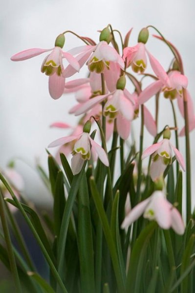 Первоцвет весенний Галантус