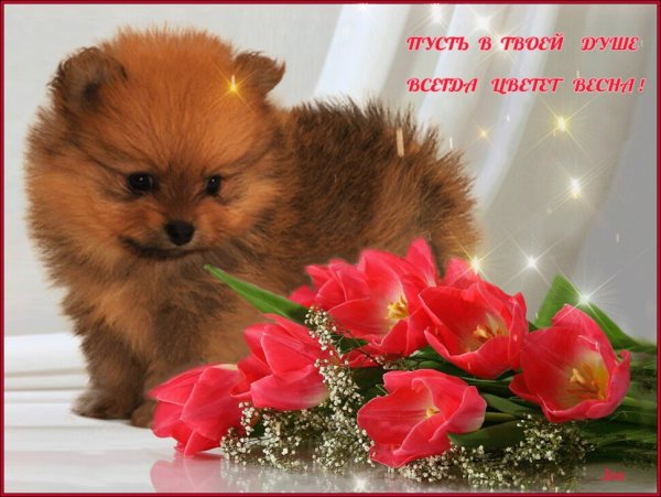 Открытки со шпицами