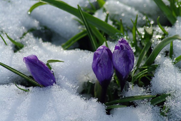 Первенцы весны