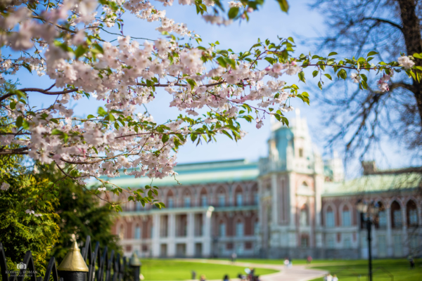 Музей заповедник Царицыно Москва Сакура