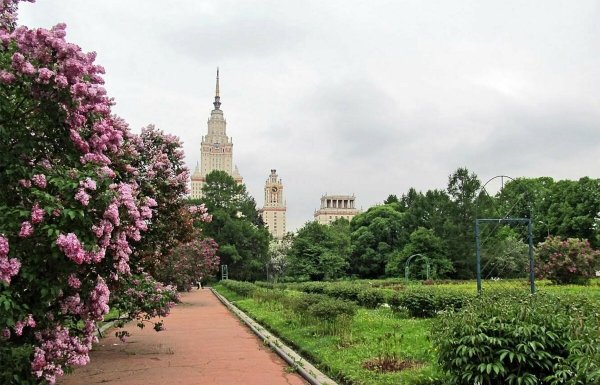 Сирени в МГУ ботсад