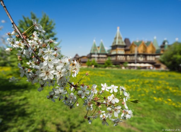 Коломенское музей-заповедник цветы