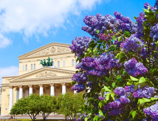 Сирень цветет СПБ