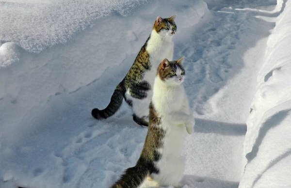 Девушка Весна снег