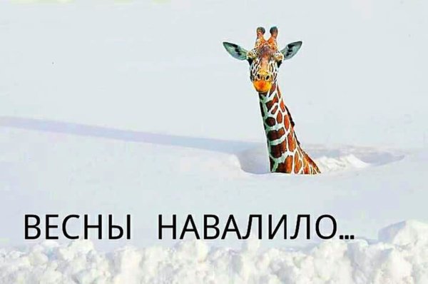 Весны навалило