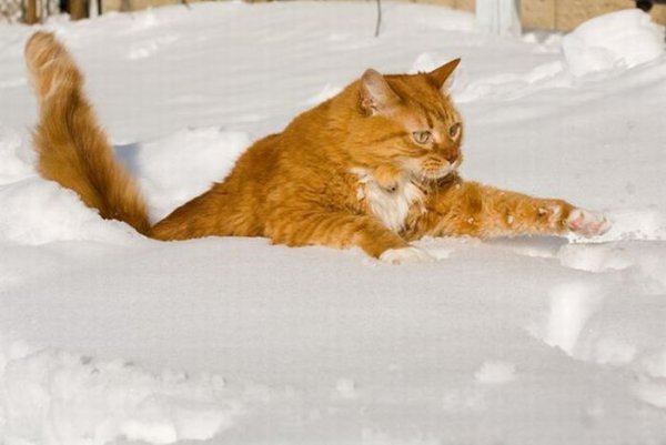 Зимние приколы с надписями