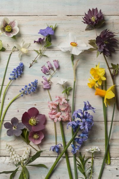 Апрельские цветы