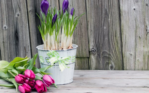 Стильные тюльпаны