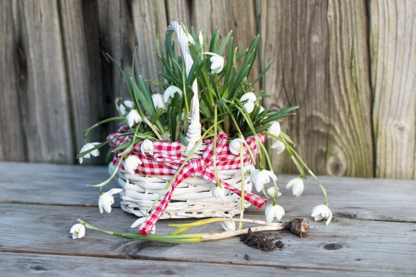 Корзинка с подснежниками