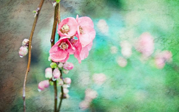 Цветы в пастельных тонах