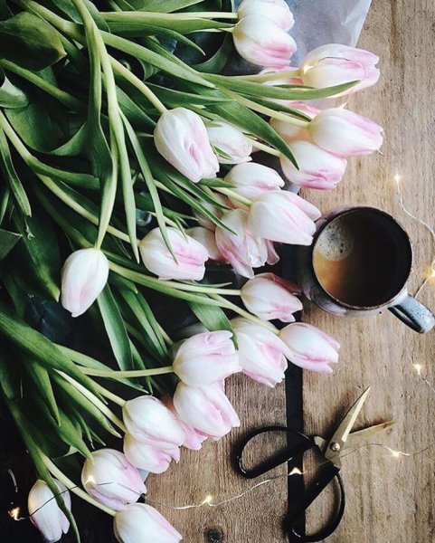 Тюльпаны Пинтерест