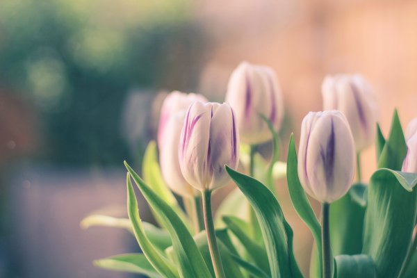 Нежные весенние тюльпаны