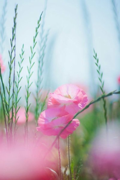 Нежные растения