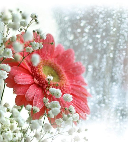 Тёплые добрые пожелания с добрым утром