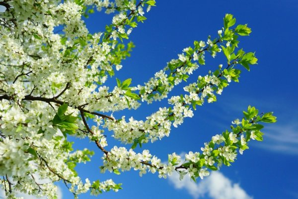 Доброе Майское утро