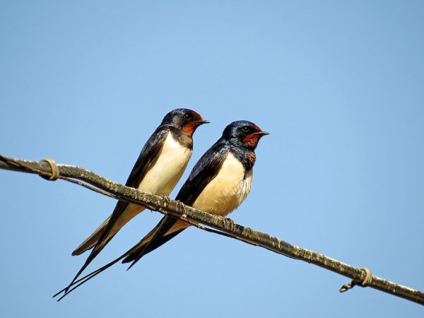 Перелетные птицы Ласточк