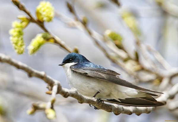 Птицы весной Ласточка