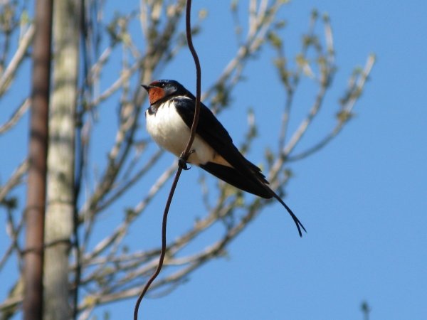 Певчая Ласточка