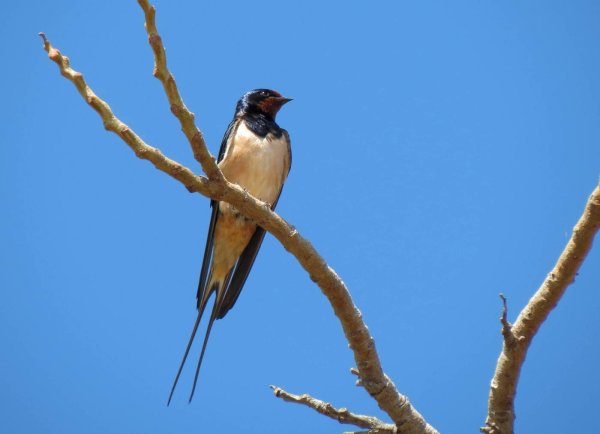 Ласточка весной