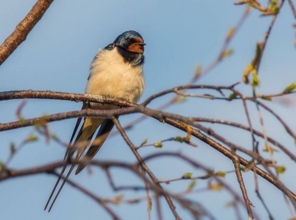 Птицы Воробьинообразные ласточки