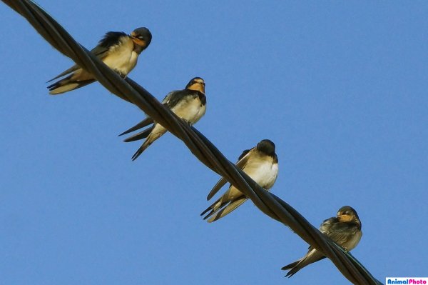 Много ласточек