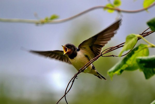 Ласточка весной