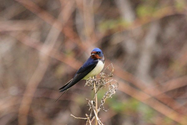 Весенние ласточки