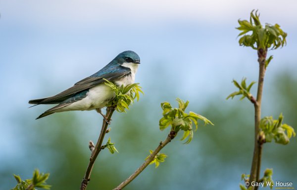 Ласточка весной