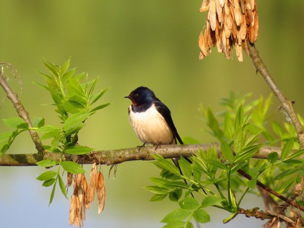 Птицы весной Ласточка