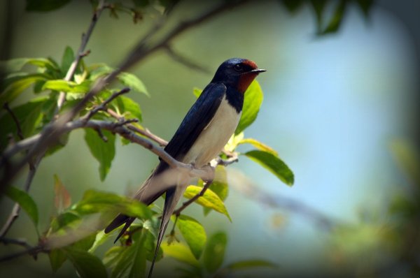 Ласточка весной